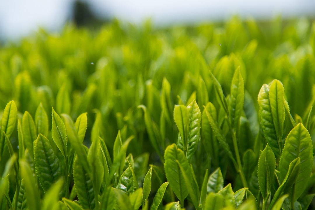 【京都山科】新茶が入荷しました。｜一保堂茶舗