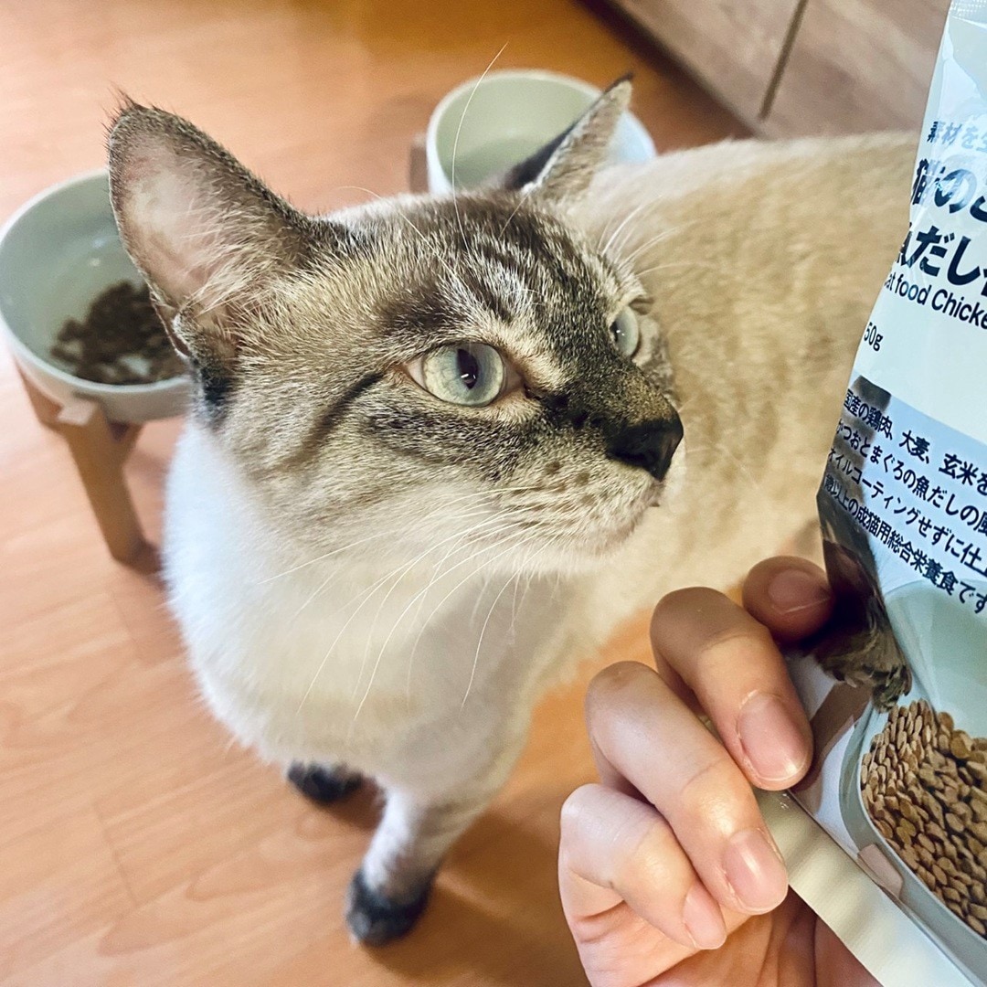 【エスパル福島】8月8日は「世界猫の日」_E01yo3