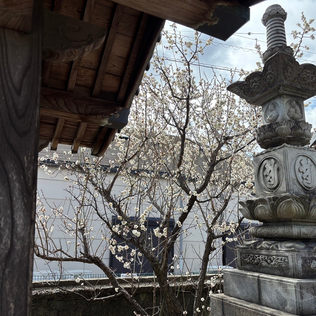 武豊徳正寺　梅.JPG 