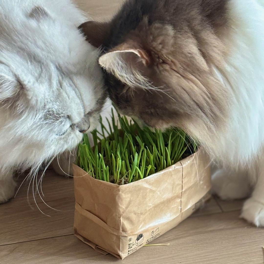 【ザ・モール仙台長町】土を使っていない猫草栽培セット
