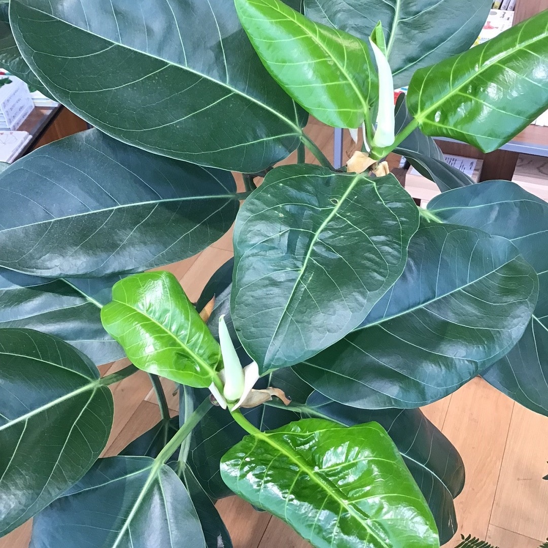 【COCOSA熊本下通】　新芽