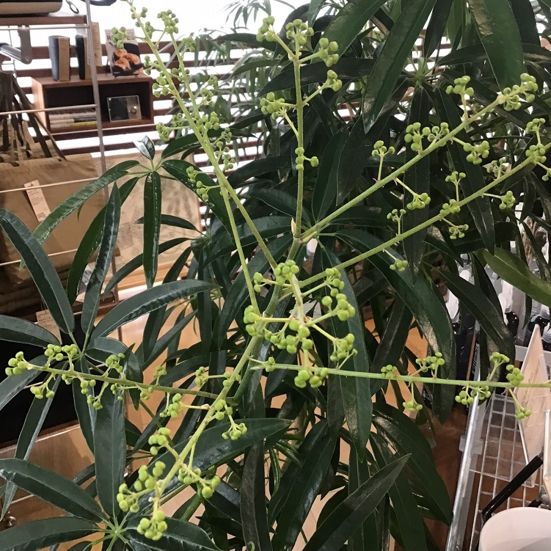 COCOSA熊本下通】　新芽