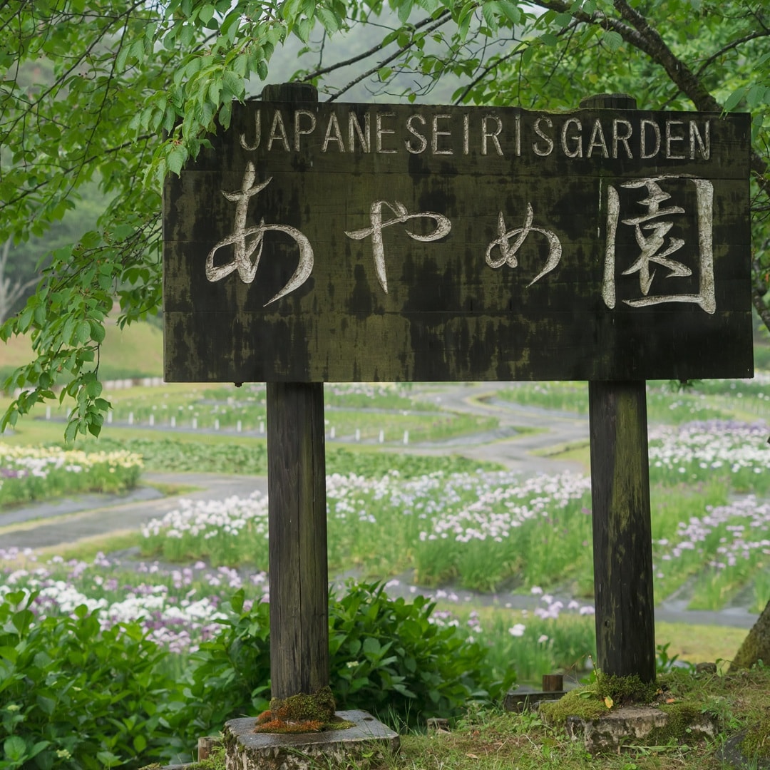 【イオンモール新発田】しばたあやめまつり