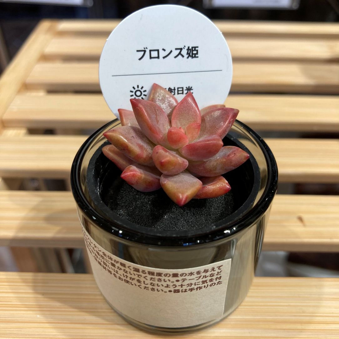 グリーン入荷のお知らせ02