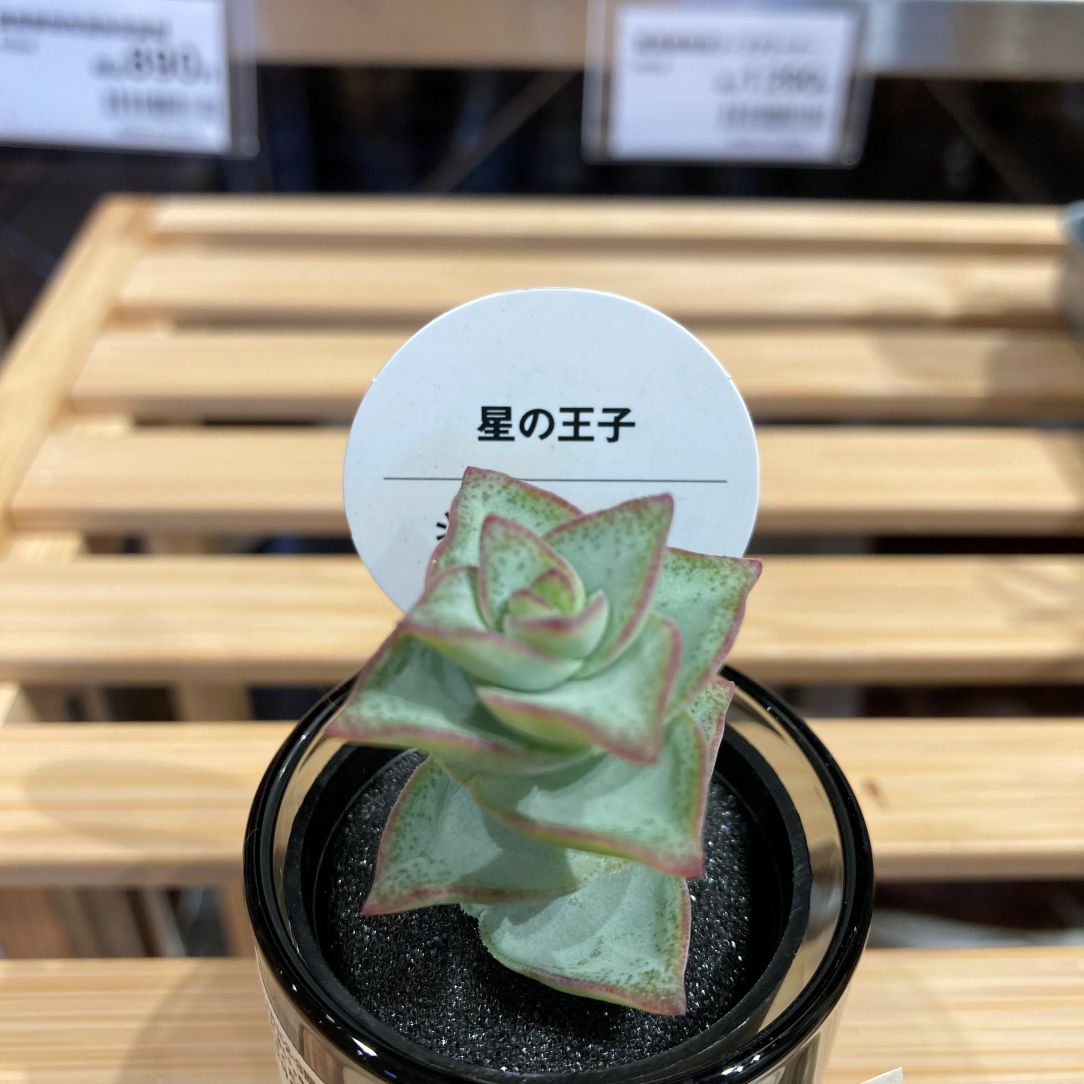 グリーン入荷のお知らせ03