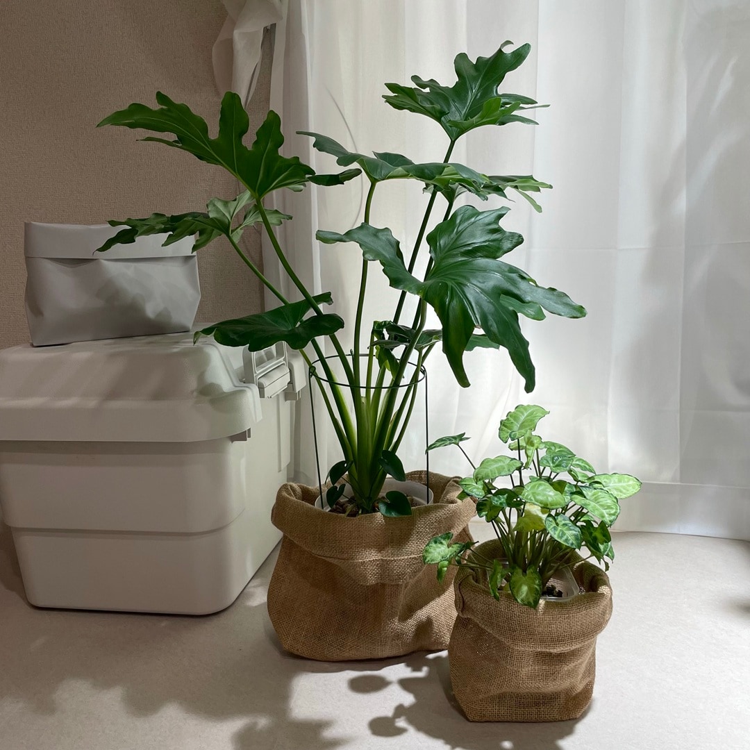 【キャナルシティ博多】植物とくらす_Qg0vjk
