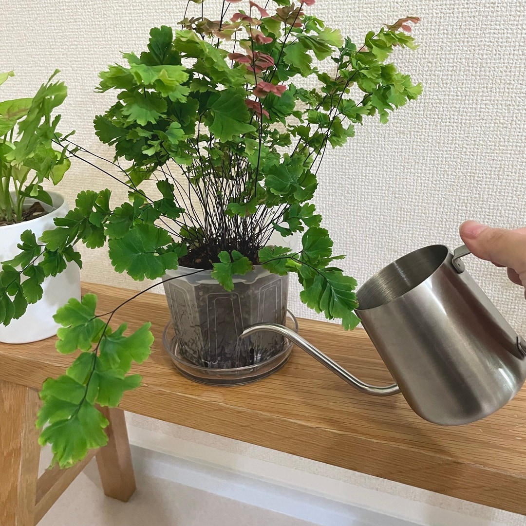 【キャナルシティ博多】植物とくらす_p7ddNl