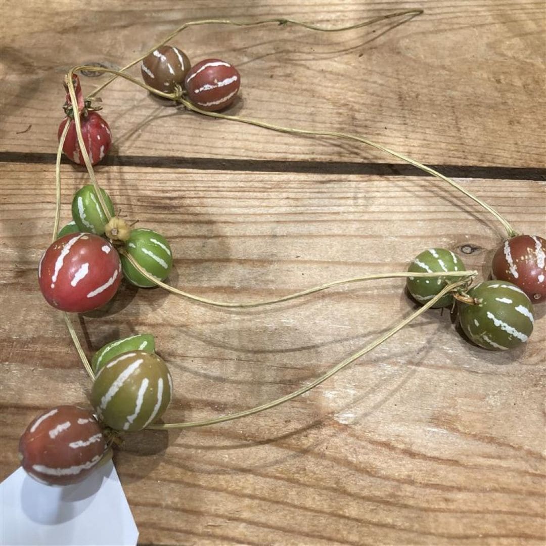 【ヨロッカ春日井】秋を感じる植物_NLdl1L
