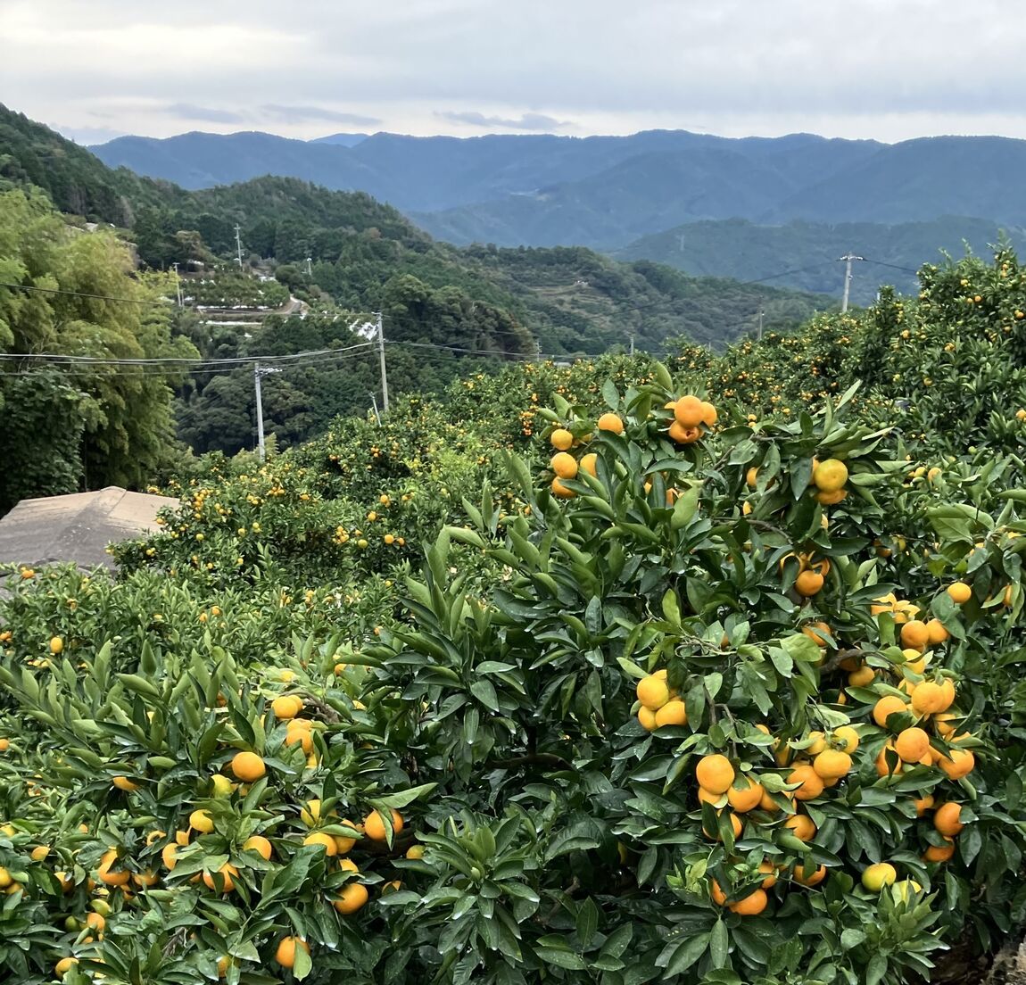 みかんの山