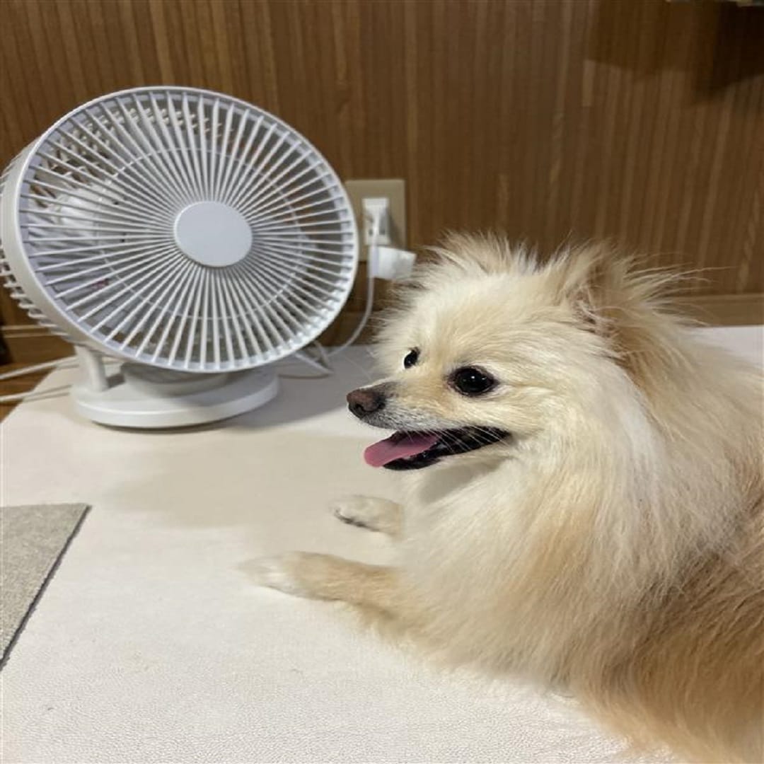 犬
