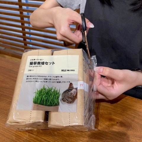 【COCOSA熊本】　猫草栽培セットを育ててみました