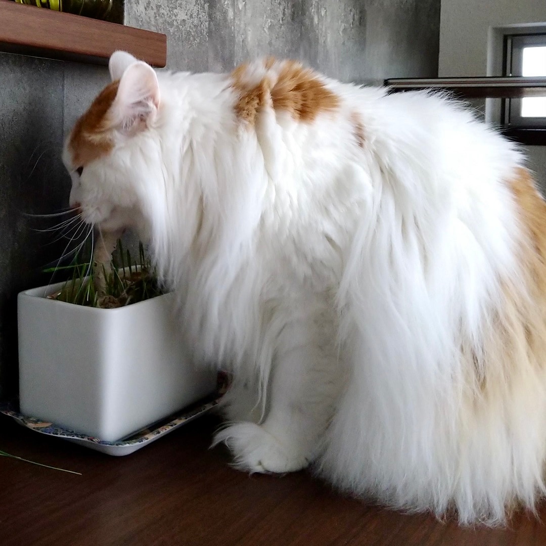 猫②