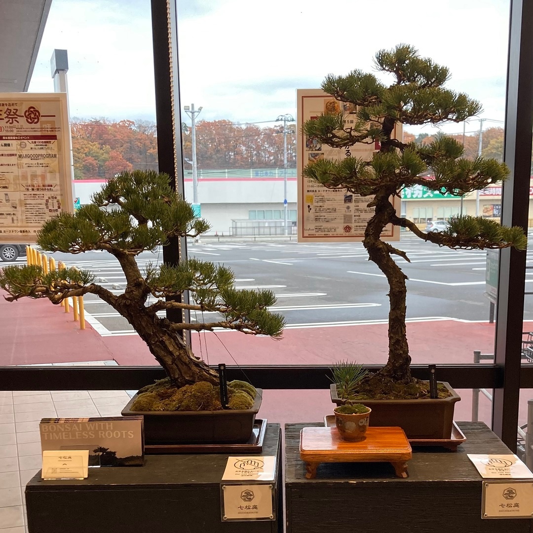 盆栽ワークショップ