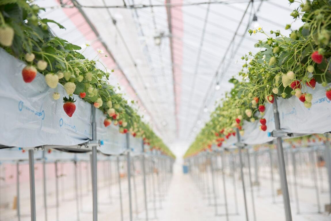 いちごハウス内