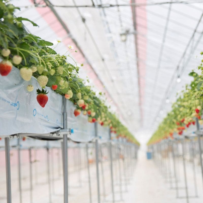 地域限定発売『神奈川のミルフイユ いちご＆バニラ』