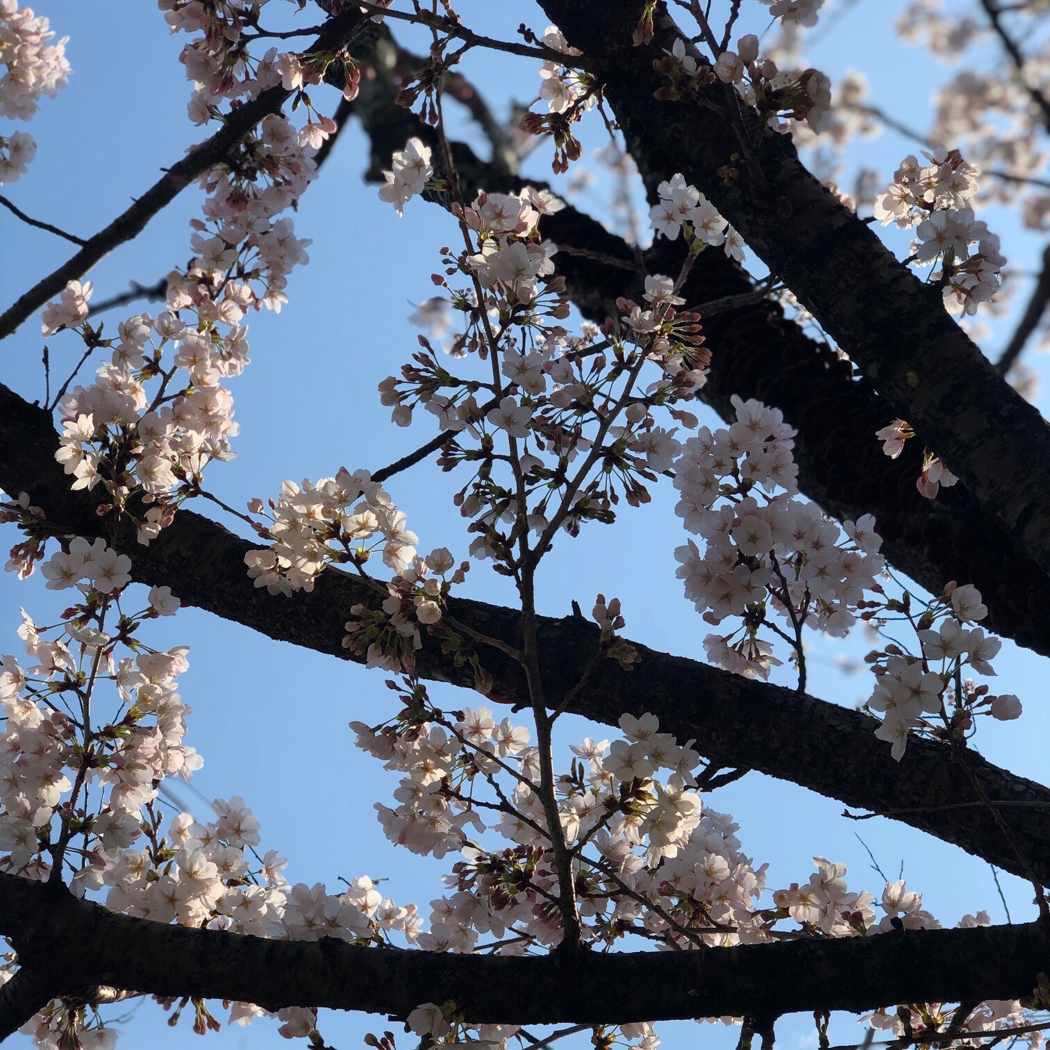 桜061721