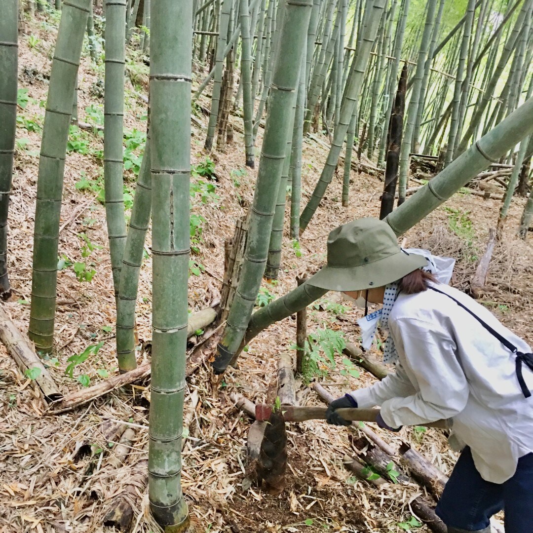 孟宗竹狩り