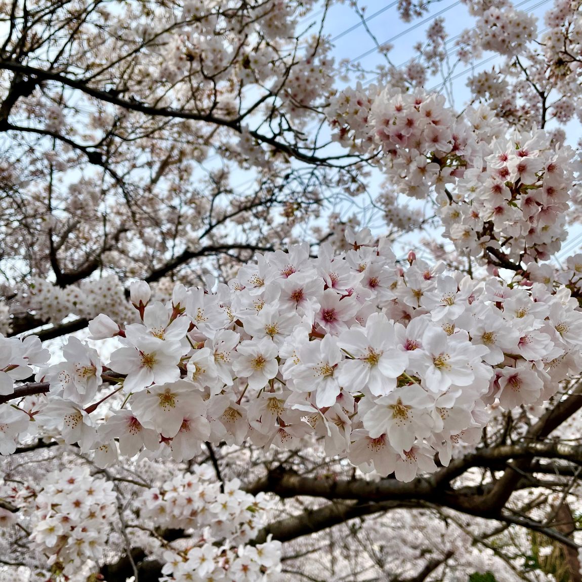 【ルミネ立川】桜、満開です。お散歩しませんか。