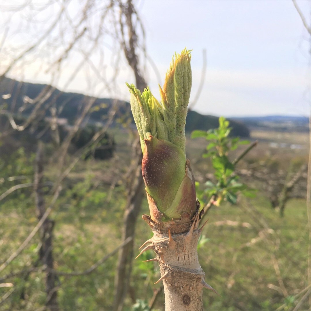 タラの芽2