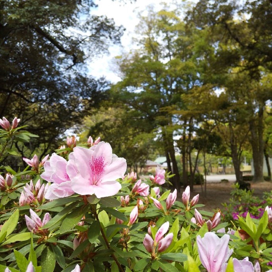 つつじ