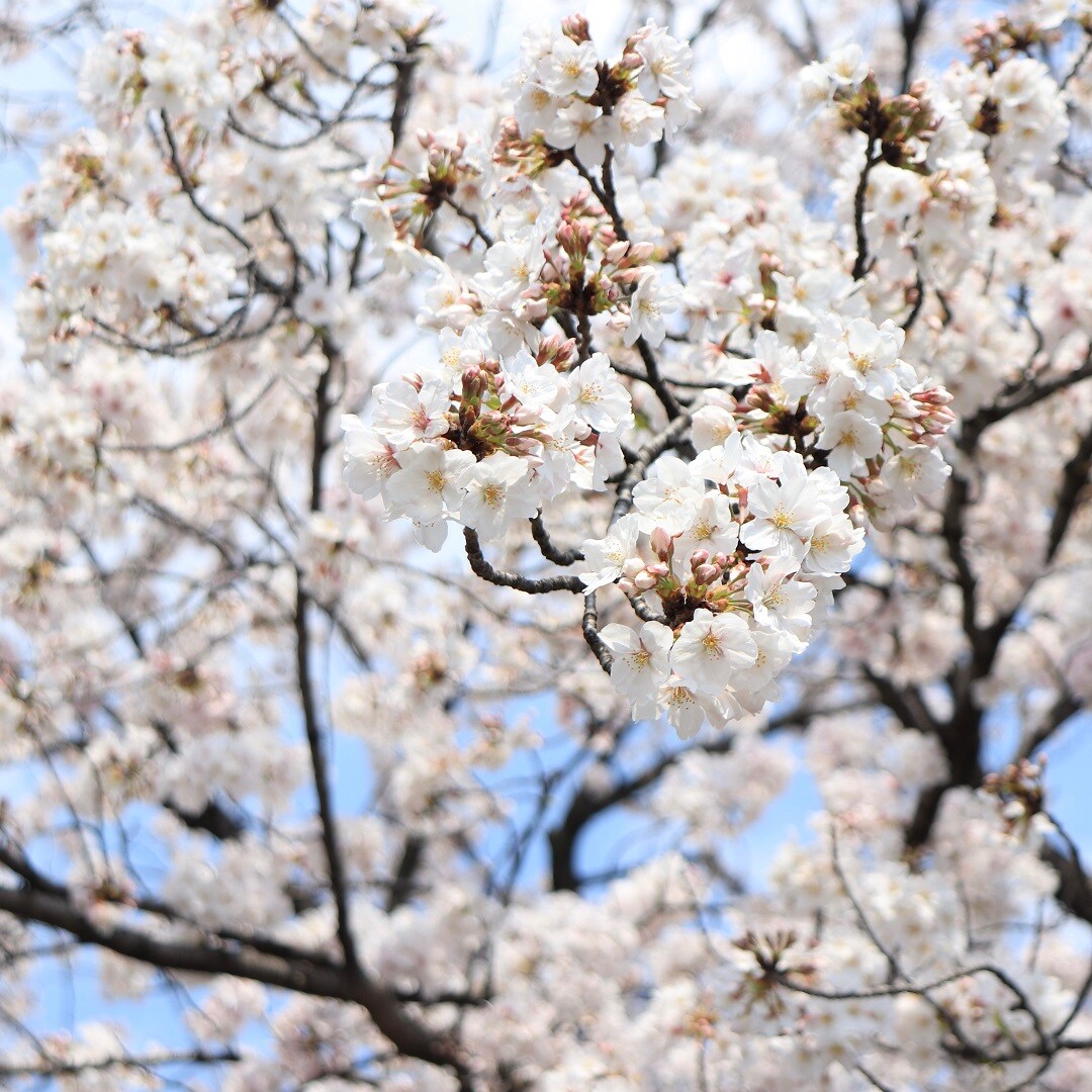 【ららぽーと名古屋みなとアクルス】春、見つけたよ！