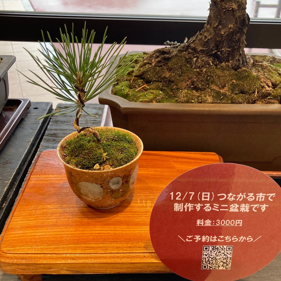 盆栽ワークショップ