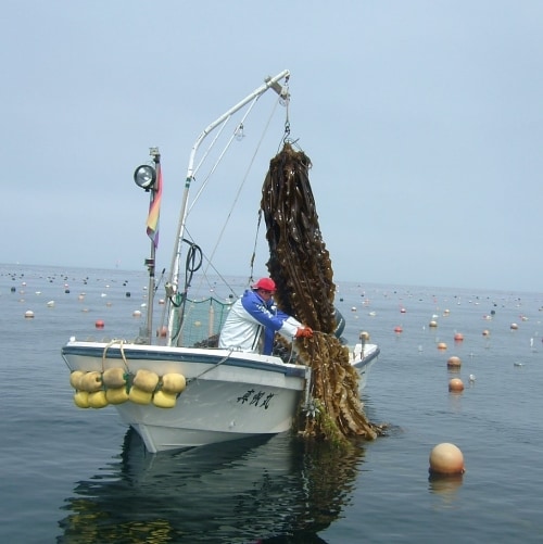 昆布を水揚げしている画像