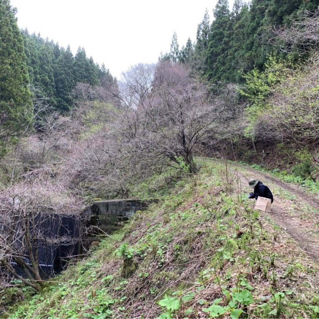 山菜採り