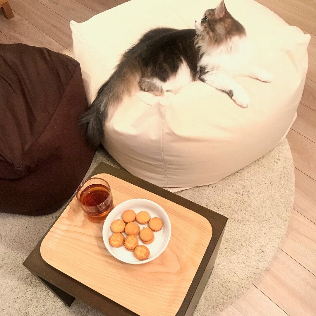 【ザ・モール仙台長町】体にフィットするソファと猫①