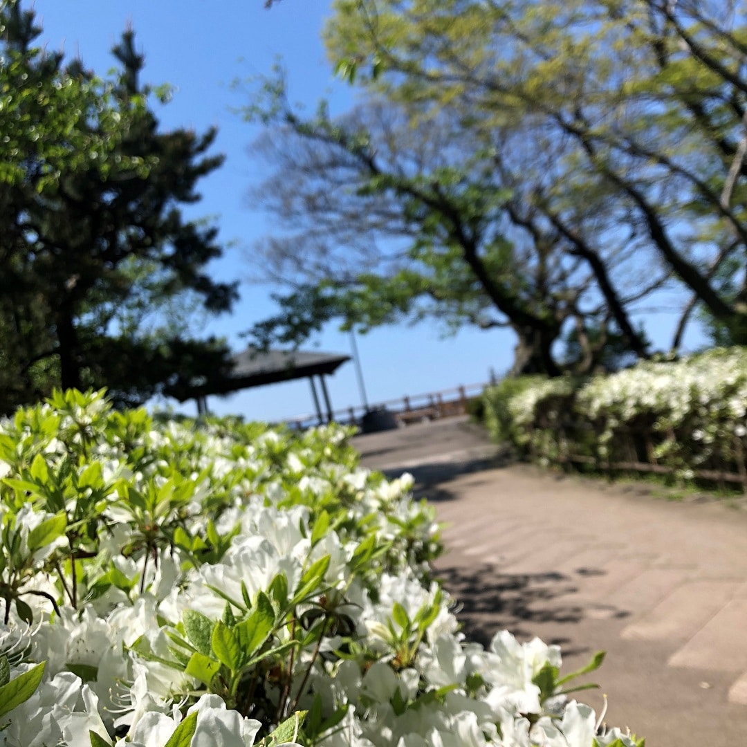 日和山公園のつつじ