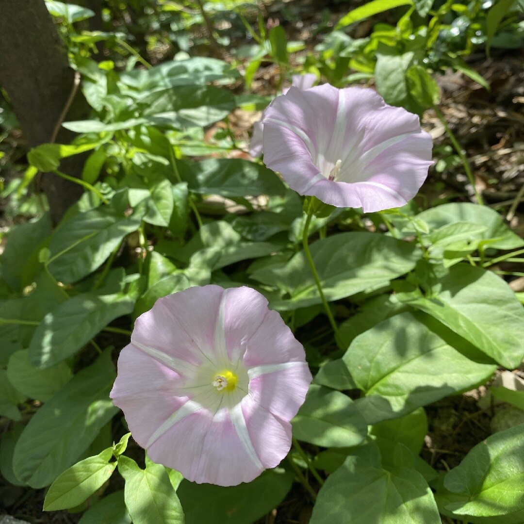 抹茶