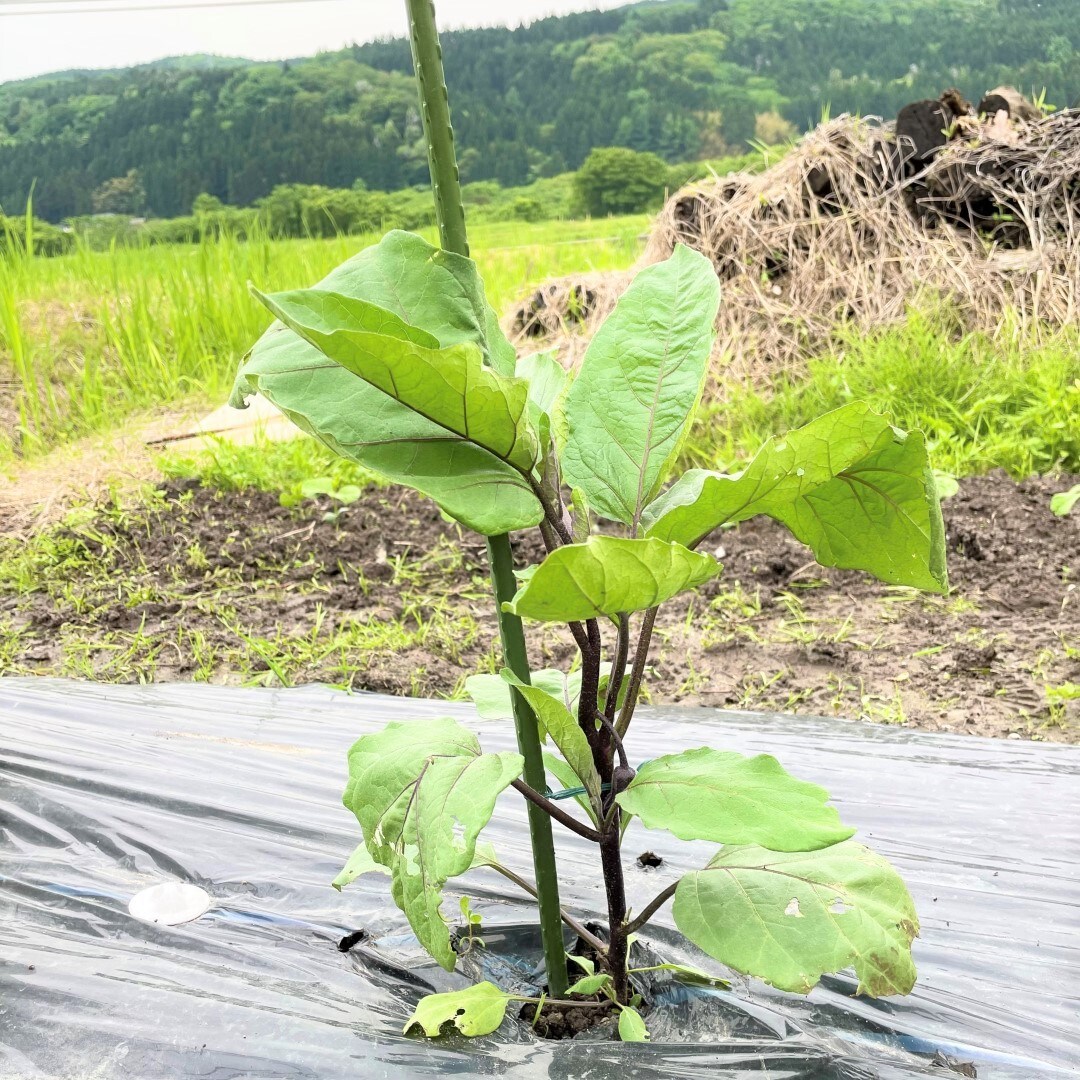 なす