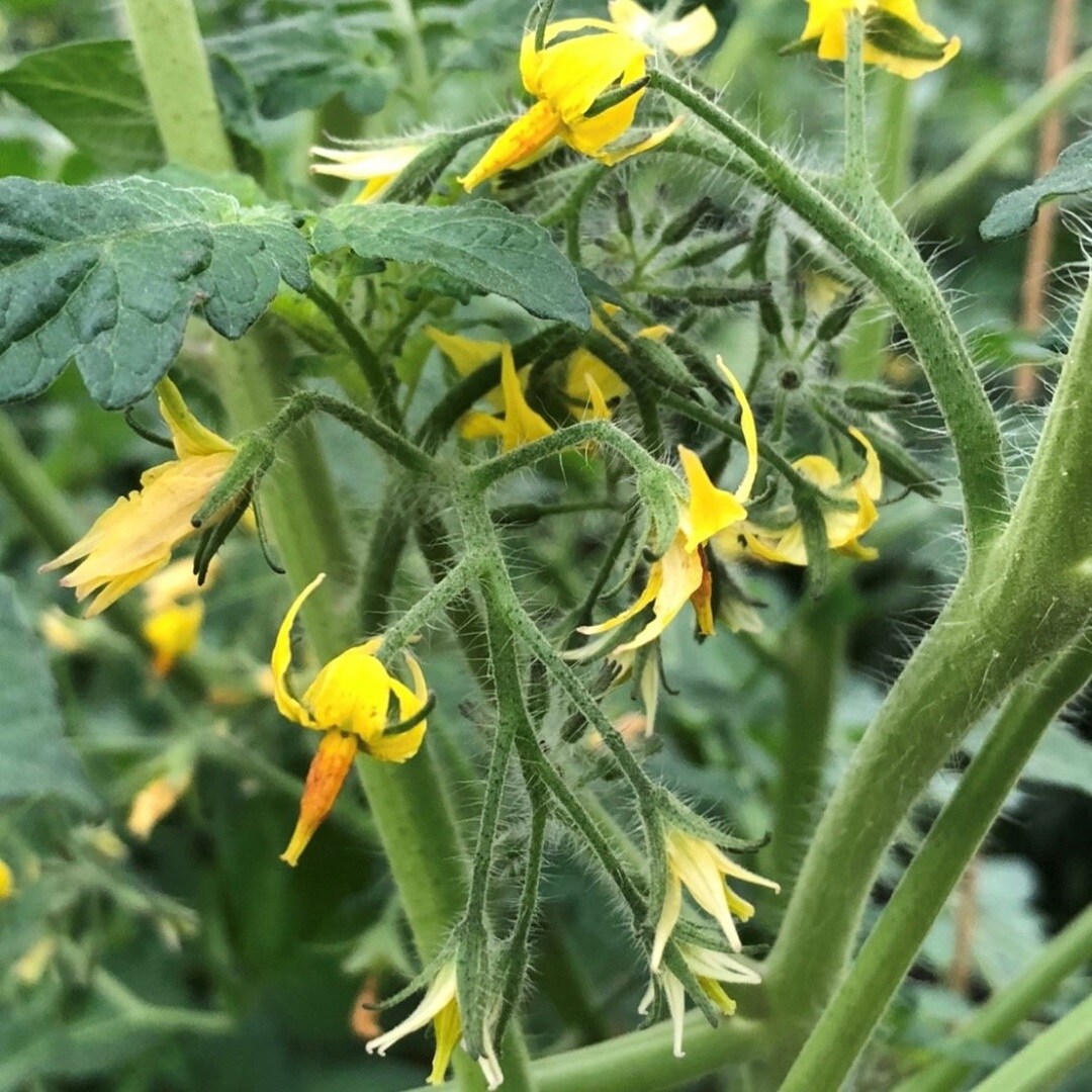 トマトの花