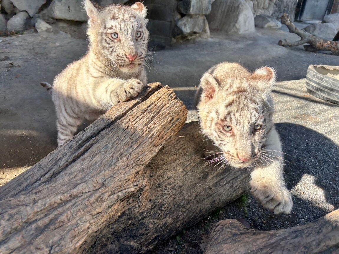 東武動物公園