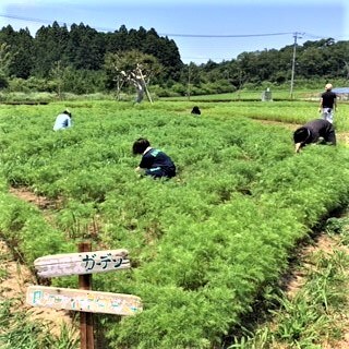 0061767_03_草むしり