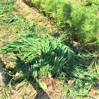 0061767_02_草むしりの量①