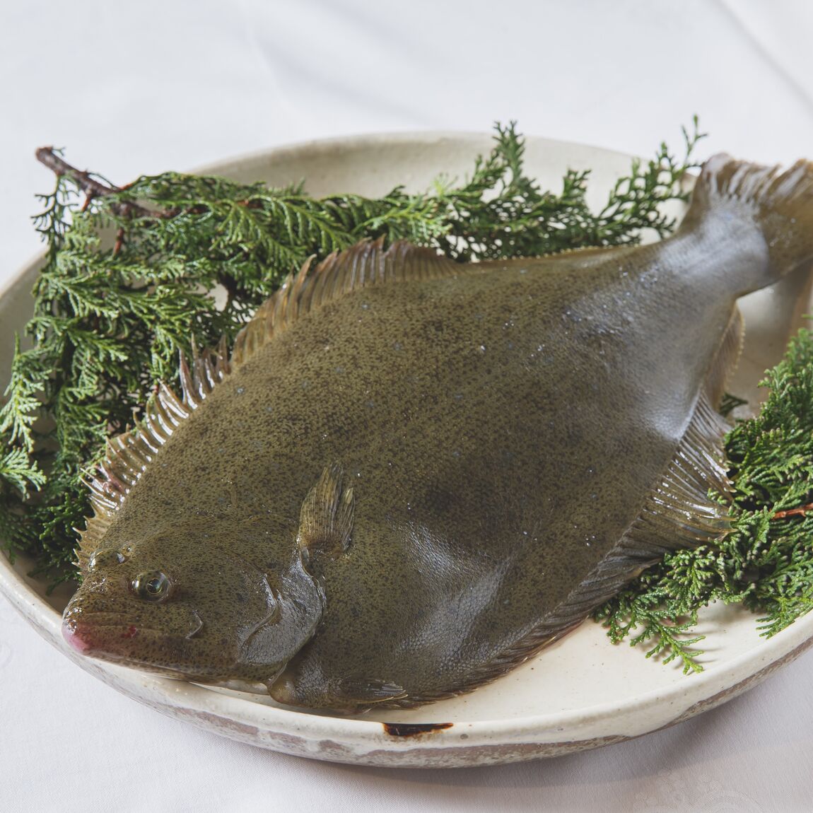 【京都山科】陸上養殖ってなんだ｜陸上養殖フェア第3弾