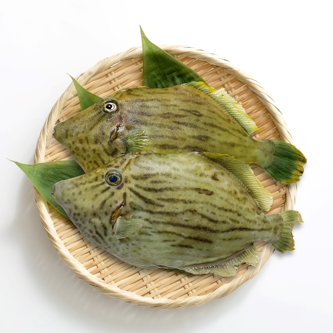 【京都山科】陸上養殖ってなんだ｜陸上養殖フェア第4弾
