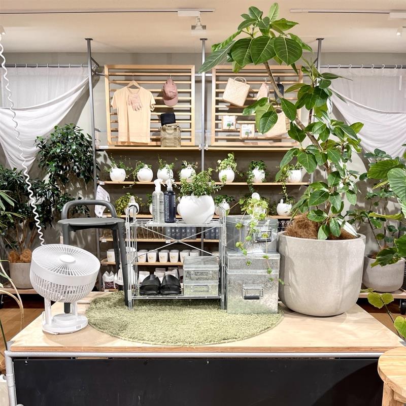 グリーンコーナーと観葉植物
