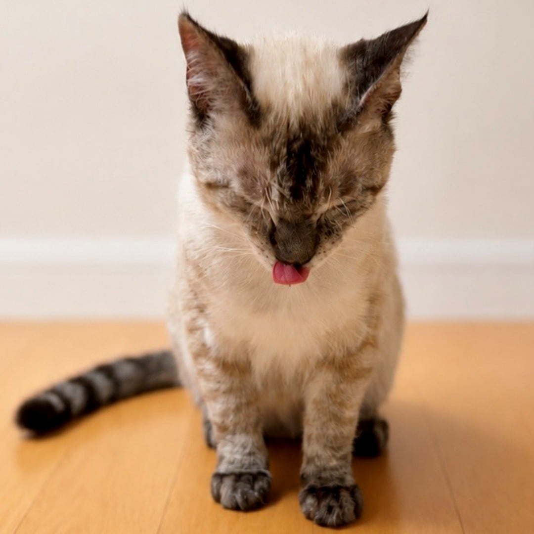 【エスパル福島】8月8日は「世界猫の日」_c6t1h3