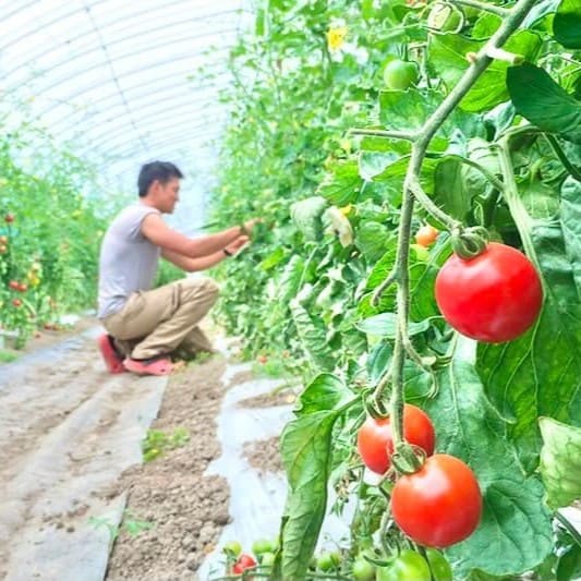 tomato fes4