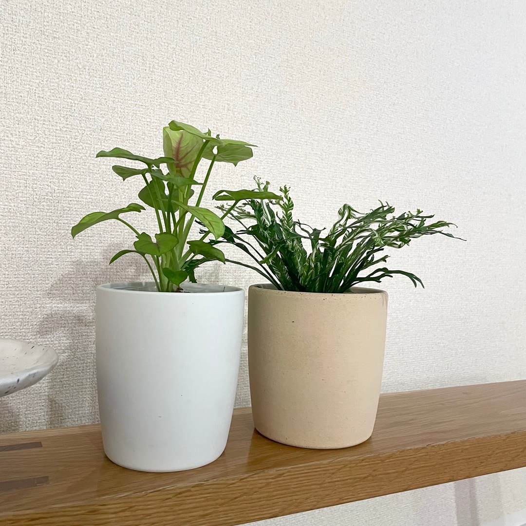 【キャナルシティ博多】植物とくらす_5amyJl