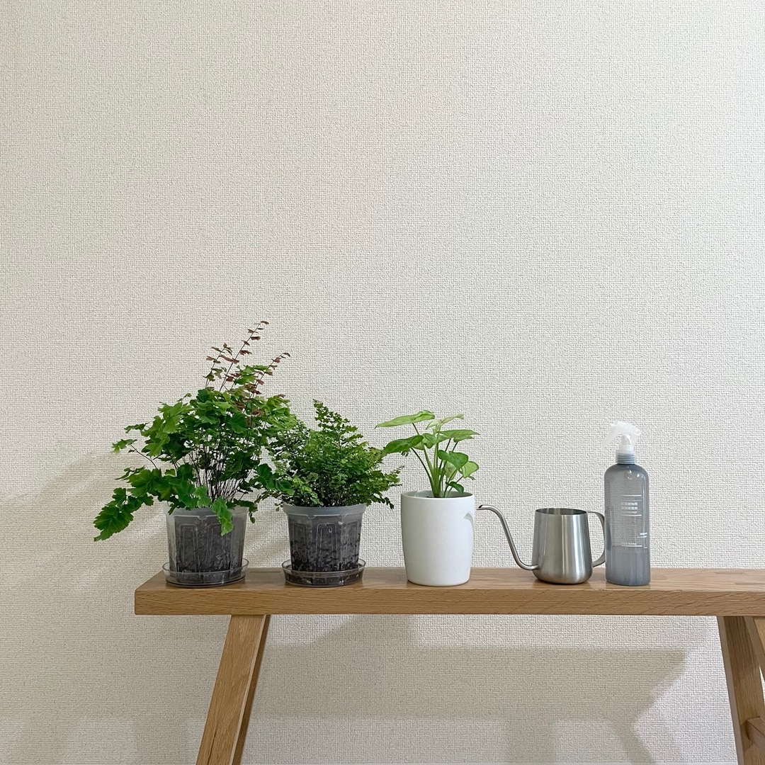 【キャナルシティ博多】植物とくらす_dyO7ta
