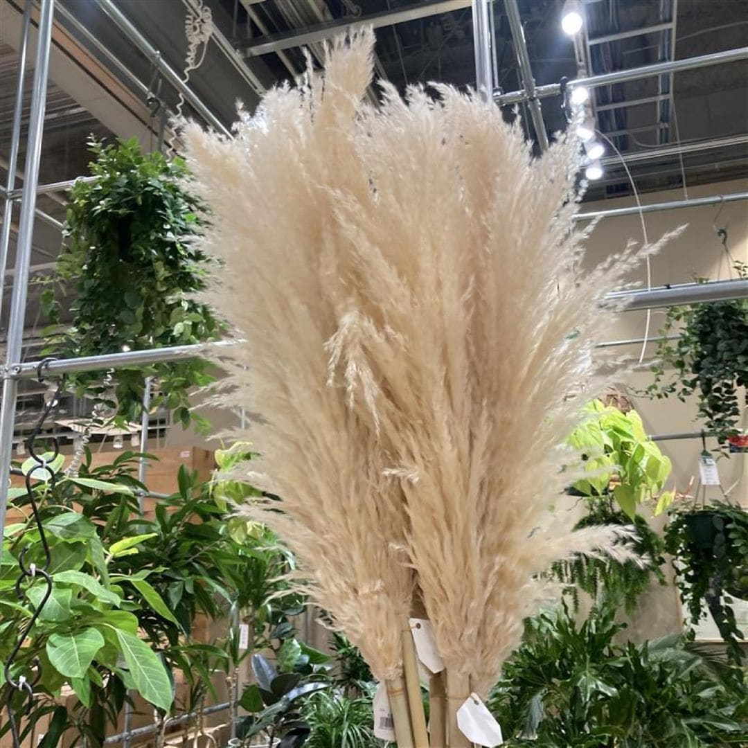 【ヨロッカ春日井】秋を感じる植物_a9mwPv