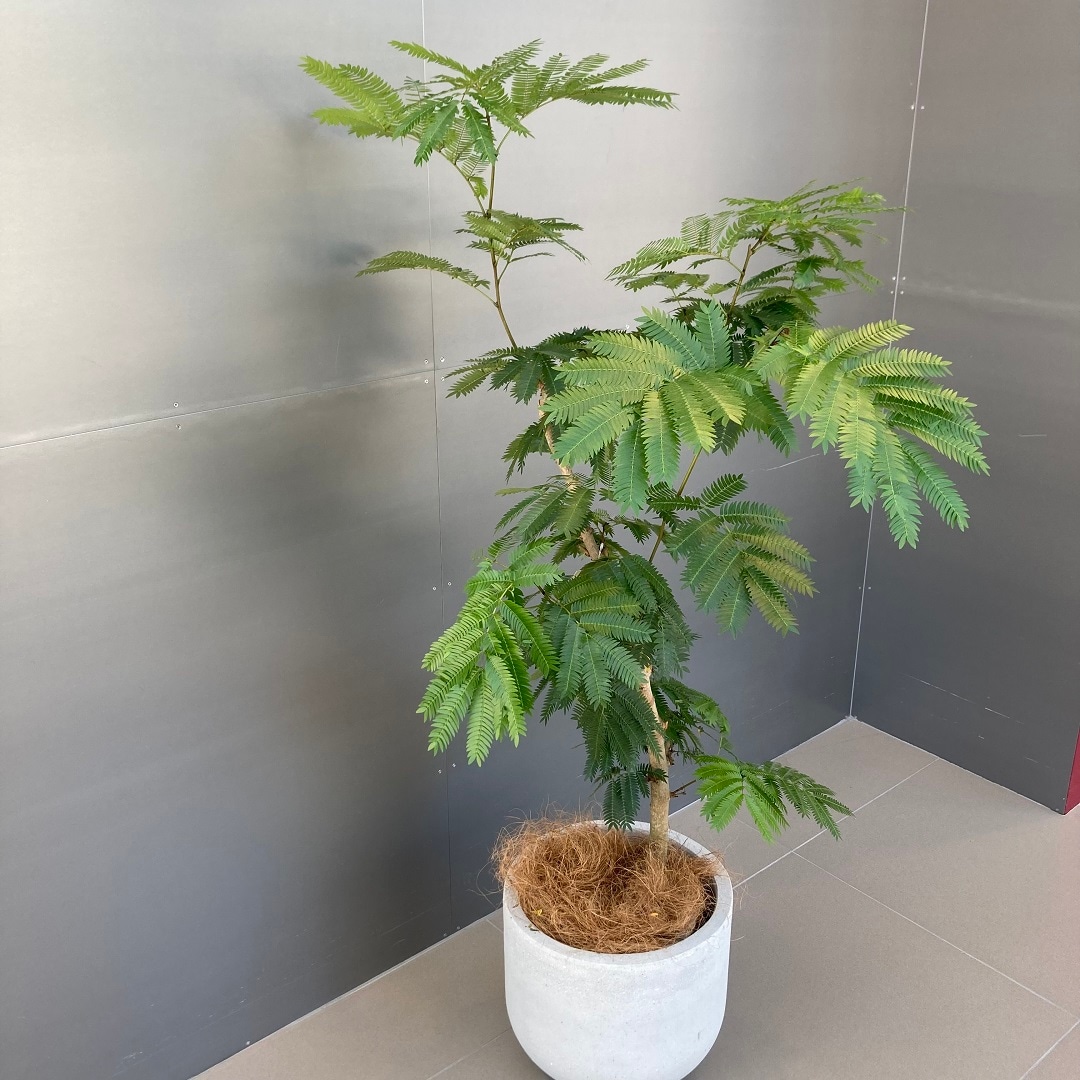 【イオンモール八千代緑が丘】観葉植物、入荷しています