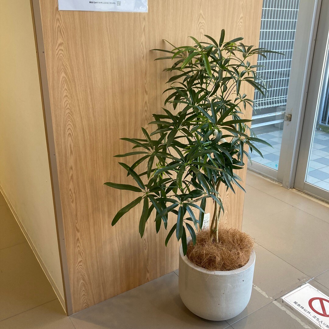 【イオンモール八千代緑が丘】観葉植物、入荷しています