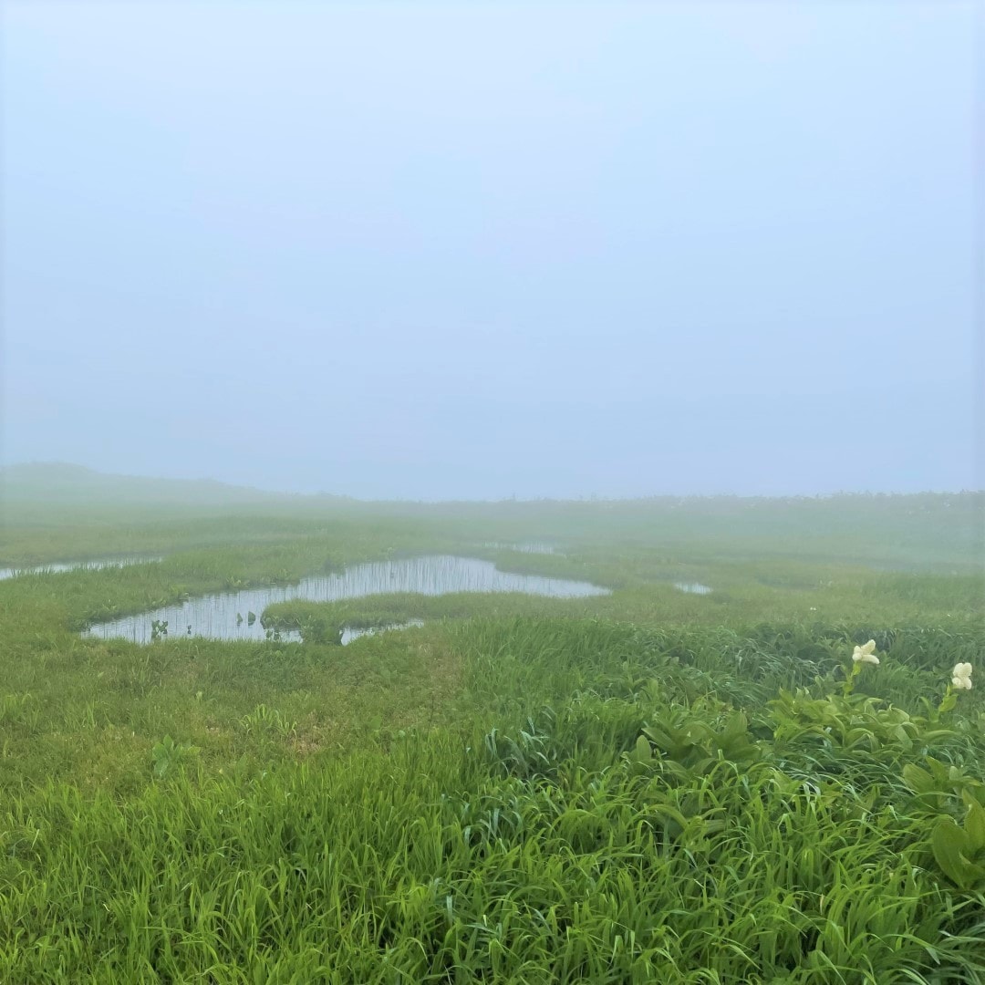 湿地