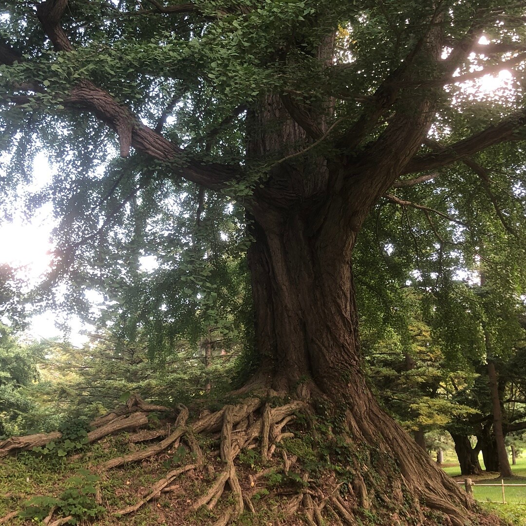 銀杏