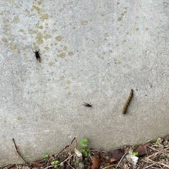 虫