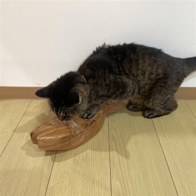 ねこ